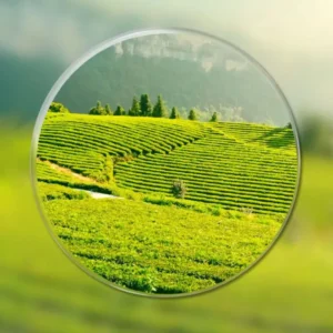 NESLEMY™ - The glasses that change everything